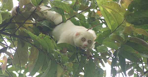 First Known Albino Slow Loris is Rescued From the Illegal Wildlife Trade