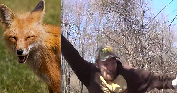 Fox Trapper Gets Caught In His Own Trap