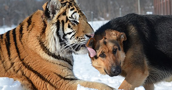 German Shepherds Befriend Rescued Siberian Tigers at a Slovakian Wildlife Sanctuary