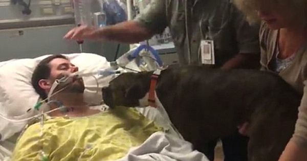 Heartbreaking Moment A Dog Says Goodbye To Her Dying Owner In Hospital