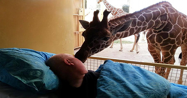 Heartbreaking Moment  A Dying Zoo Worker Received Final Goodbye Kisses From Giraffes