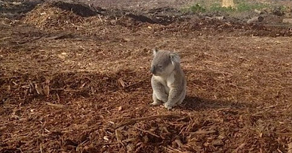 Koala is confused after it's home is cut down