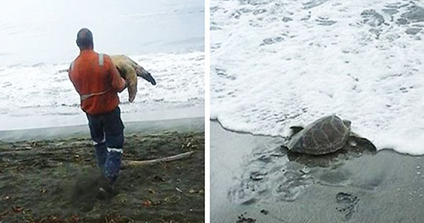 Man Buys Turtles From Food Market and Sets Them Free in the Sea