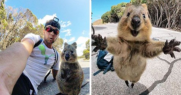 Man Meets Quokka, Quokka Won&#039;t Leave Him Alone