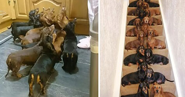 Man Wins Bet With Friend Getting All 16 Dachshunds To 'SIT PRETTY' On Steps