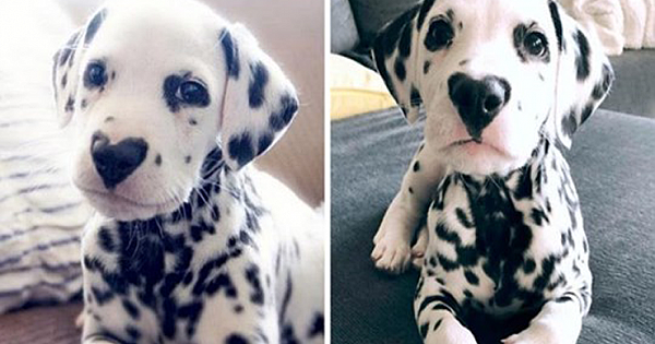 Meet Wiley The Cutest Dalmatian Dog With A Hearth On His Nose