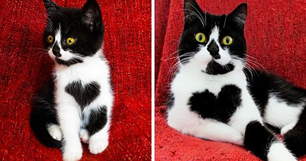 Meet Zoë, The Cat Who Literally Wears Her Heart On Her Chest