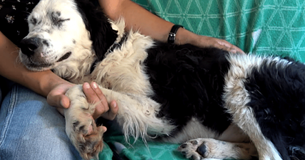 Neglected Shelter Dog Falls Asleep In Her Rescuer's Lap