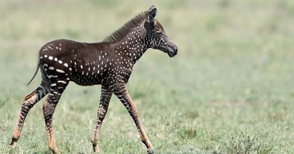 Newborn Zebra With Rare Polka Dot Markings Is Spotted In Kenya
