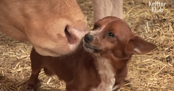 Orphan dog tears up after being reunited with mama cow who raised him