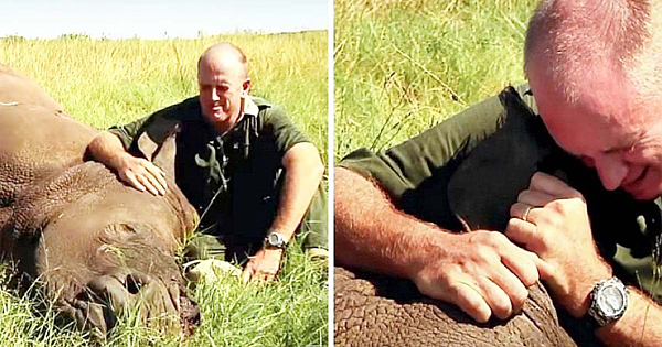 Poachers Kill Rhino to Steal His Horn, Heartbroken Vet Completely Goes to Pieces
