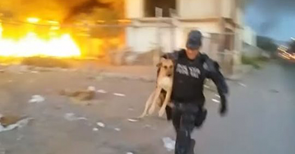 Policeman Saves Dog About to Die in Uncontrollable Fire