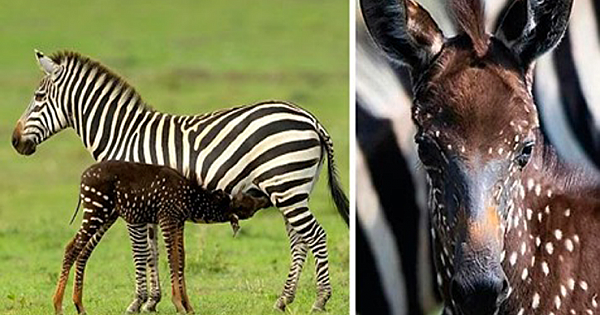 Rare Baby Zebra In KENYA Was Born With Spots Instead Of Stripes