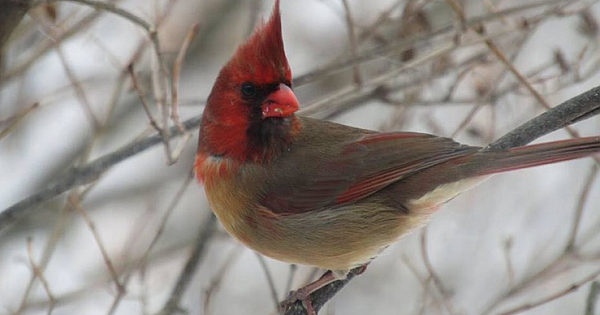 Rare Half-Male, Half-Female Cardinal