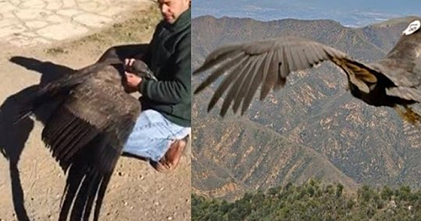 Rescued Condor Returns to Hug Man Who Helped Save His Life