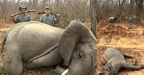 Rich American Businessman Poses With Dead Baby Elephants He Proudly Killed In Africa