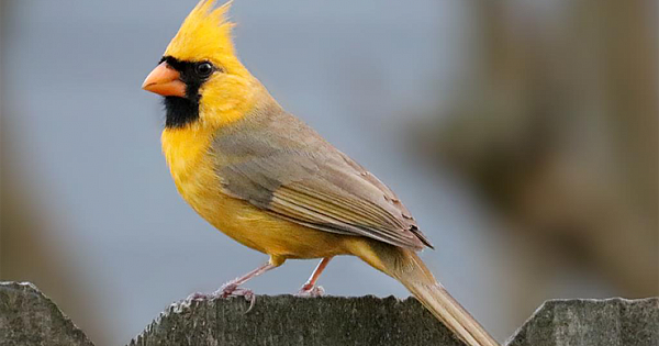 Spirit Bird: 'One-in-a-million' yellow cardinal seen in Alabama