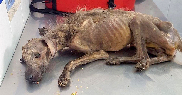 Starving Dog Dumped On Streets & Left To Die, Woman Fights All Odds To Save Him