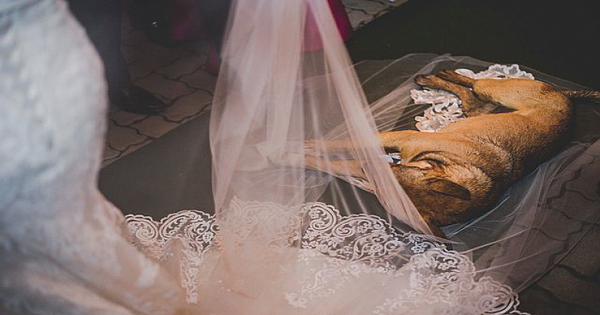 Stray Dog Falls Asleep On Bride's Veil, Gets Adopted By The Newlyweds