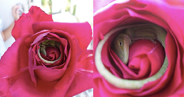 Stunning Pictures Show A Lizard That Fell Asleep Inside A Rose