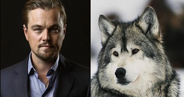 The Leonardo DiCaprio Foundation stands up to protect American gray wolves