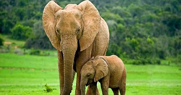 Three poachers are shot dead in Kenya after sneaking into a park to kill elephants