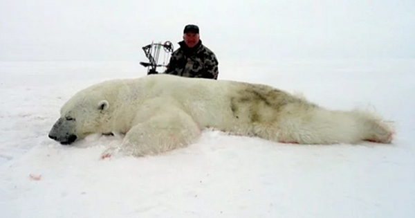 Trophy Hunters In The Arctic Pose Beside Endangered Slaughtered Polar Bears