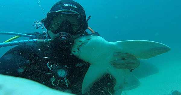 Whenever He Goes Diving, This Shark Comes To Cuddle With Him (This Has Been Going On For 7 Years)
