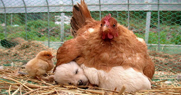 10 Photos Proving That Hens Are The Best Moms In The Animal Kingdom