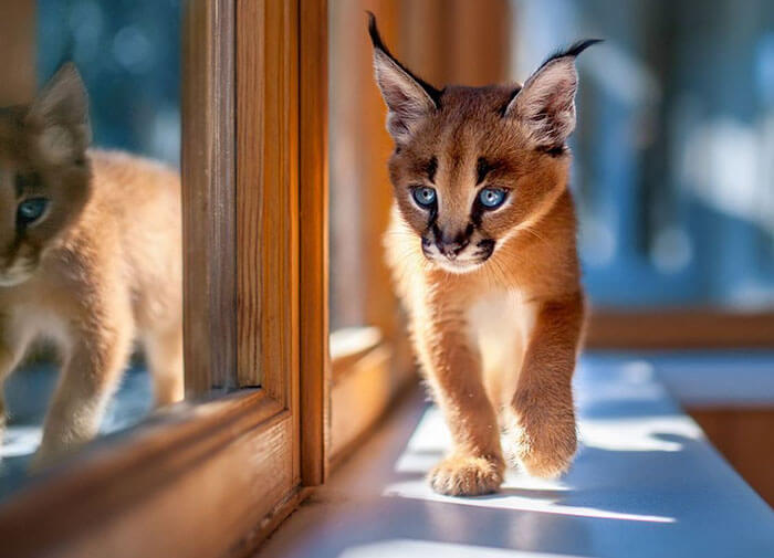 Beautiful Pictures Of Baby Caracals, One Of The Most Gorgeous Cat