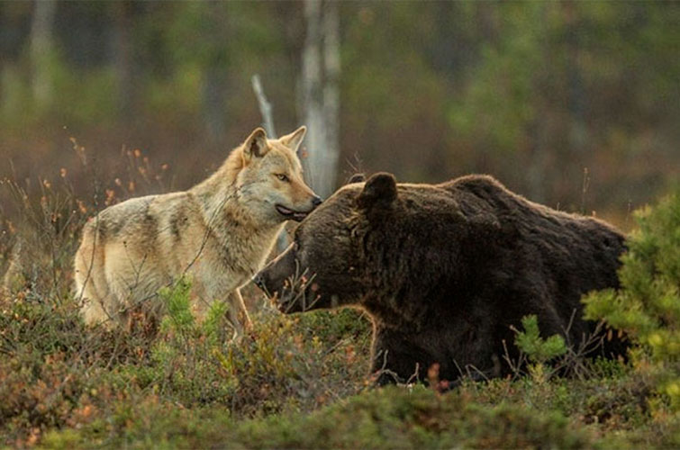 Unusual Friendship Between Wolf And Bear Documented By Finnish Photographer
