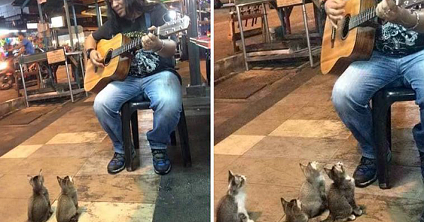 4 Kittens Showed Their Support To Street Singer,Who was ignored By Everyone