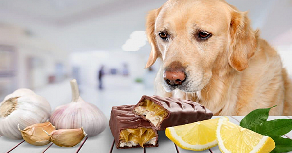 8 Human Foods That Can Be Fatal to Dogs