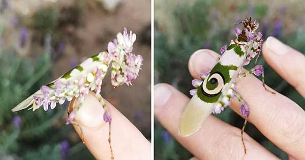 A Woman Found An Incredible Flower-Like Bug That Looks Like A Work Of Art