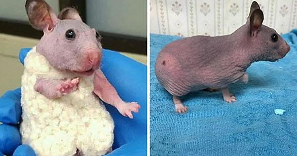 Abandoned Hairless Hamster Gets Tiny Sweater To Keep Her Warm and Cozy