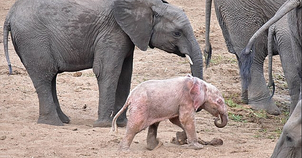 Adorable baby "Pink" elephant is at home with its herd despite its differences