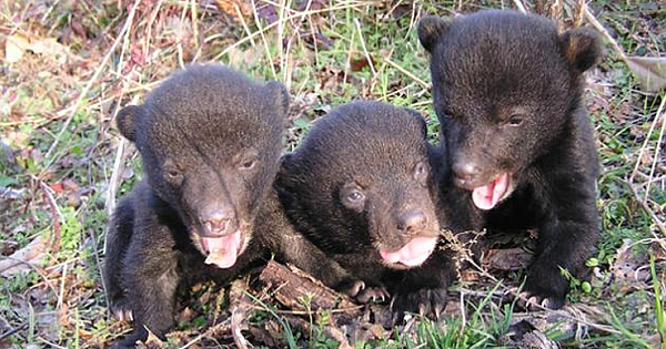 Alaskans say 'no' to cruel hunting methods for killing hibernating bears, wolf pups in dens