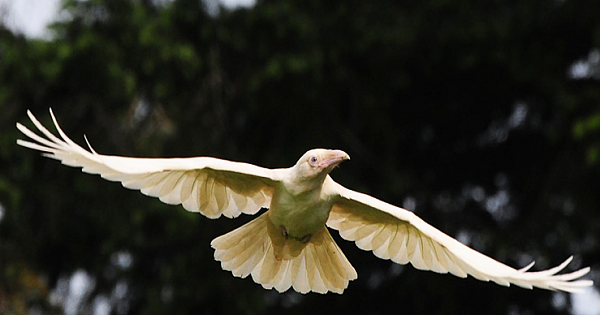 Amazing 12 Pictures of the Extremely Rare and Legendary creature - The White Raven.