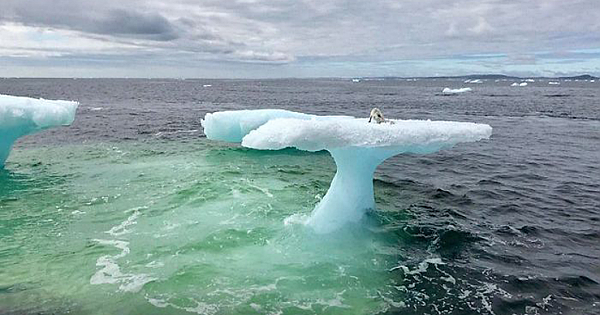 Artic Fox Stranded On Iceberg Miles Out At Sea Is Luckily Rescued From Fisherman