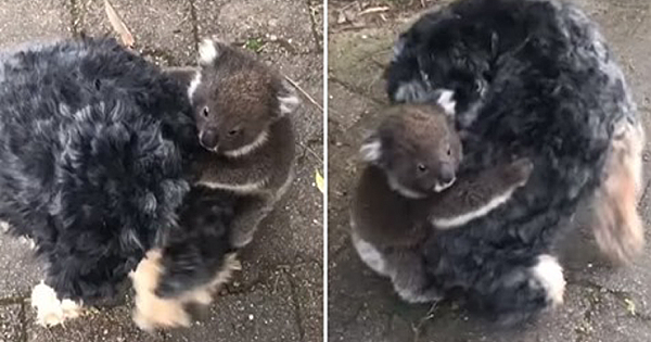 Baby Koala Joey Mistakes A Pet Dog For Its Mom