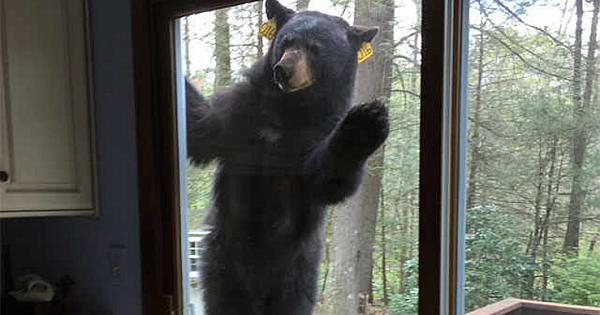 Bear surprises Connecticut homeowners with visit to back deck