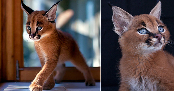 Beautiful Pictures Of Baby Caracals, One Of The Most Gorgeous Cat Species Ever