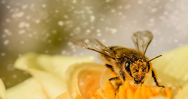 Bees Have Been Declared The Most Important Living Thing On Earth
