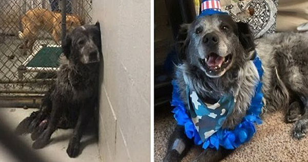 Broken dog can't stop smiling after he realizes he's being rescued