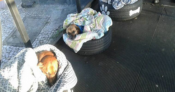 Bus Station Opens Its Door To Homeless Dogs And Gives Them Special Beds To Protect Them From Winter