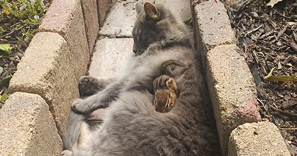 Cat And Chipmunk Become Friends And Cuddle All Day