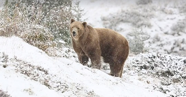 Circus Bear Caged For 7 Years Sees Snow For 1st Time Since Freedom
