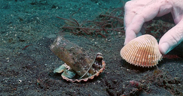 Compassionate Divers Gently Coax Reticent Octopus to Trade a Flexible Plastic Cup for a Protective Shell