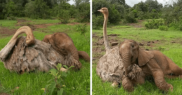 Compassionate Ostrich Comforts Orphaned Elephants After Losing Their Mothers
