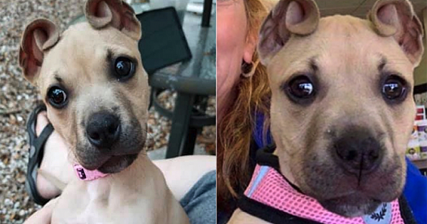 Dog With &#039;Cinnamon Roll&#039; Ears Rescued As Part Of An Abandoned Litter
